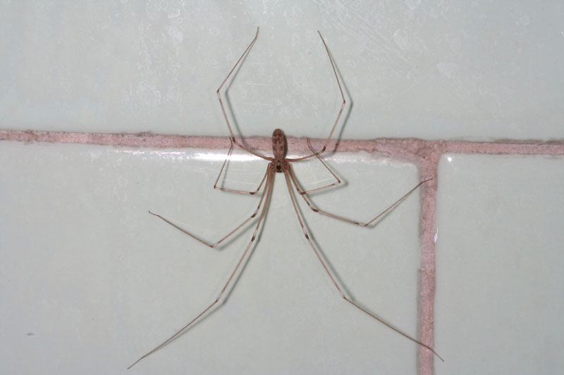 ragno in bagno: Pholcus phalangioides